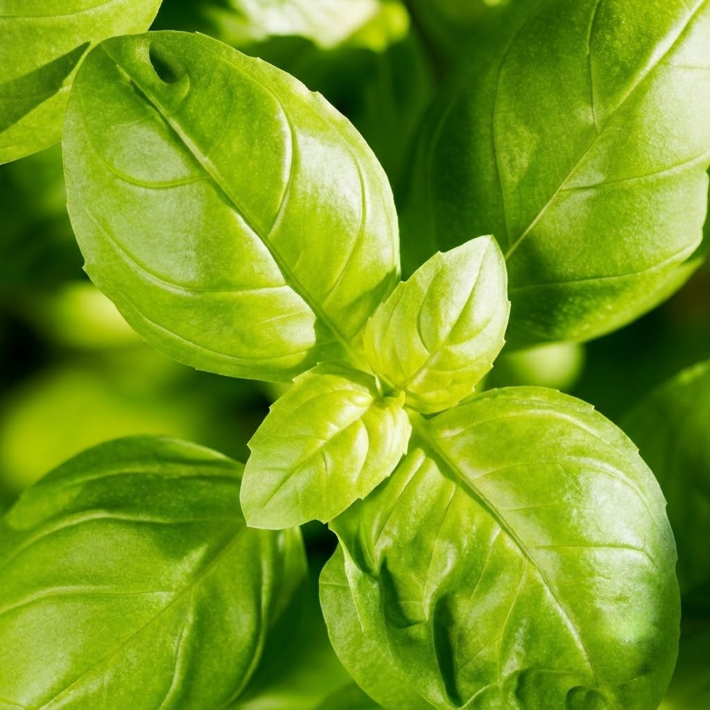 Aya Prospera® Active DMR Organic Basil  Seeds