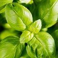 Aya Prospera® Active DMR Organic Basil  Seeds