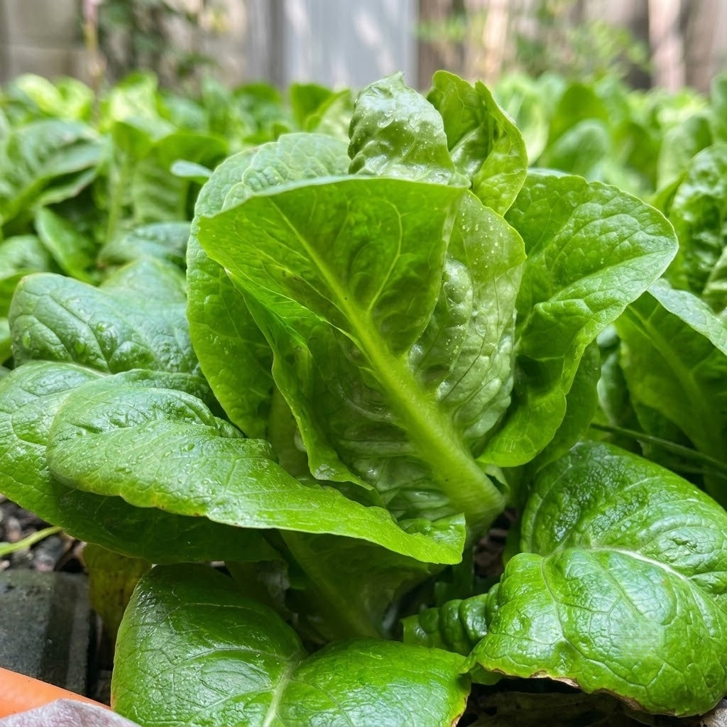 Buttercrunch Organic Lettuce  Seeds