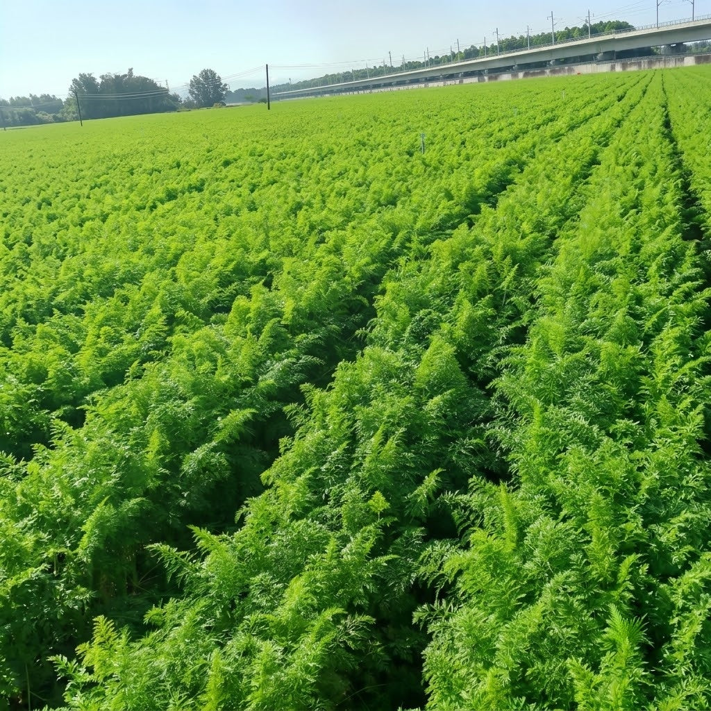 Bolero (F1) Carrot seeds
