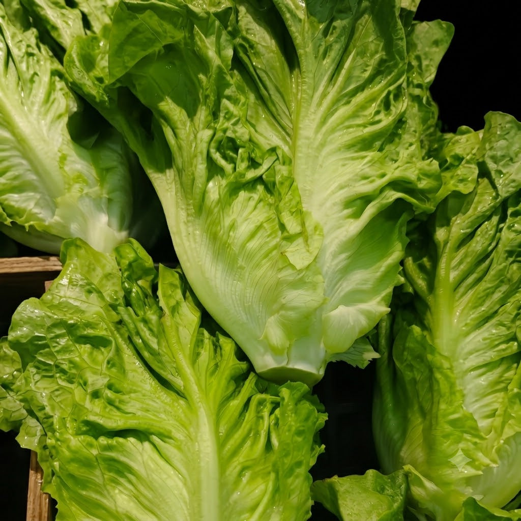 Gordini Pelleted Lettuce Seeds