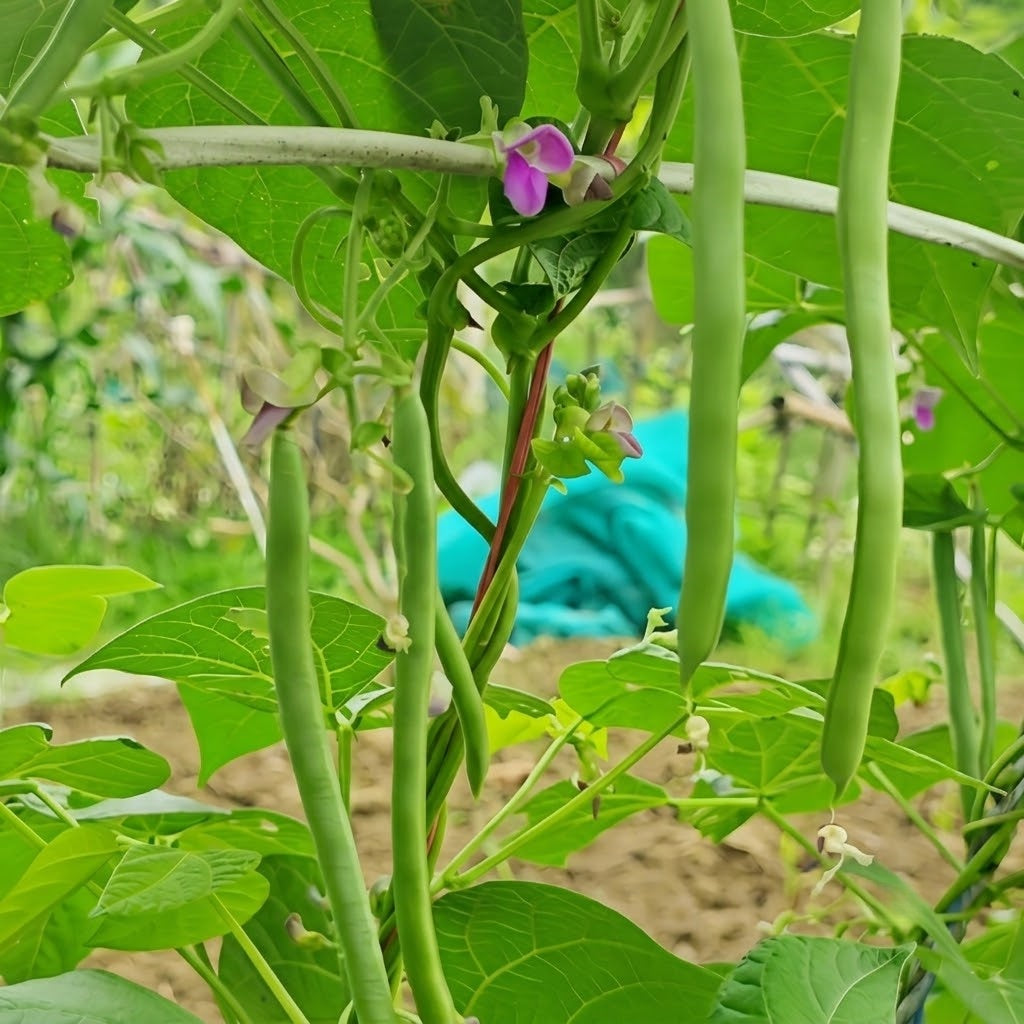 Provider Bean Seeds
