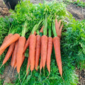 Bolero (F1) Carrot seeds