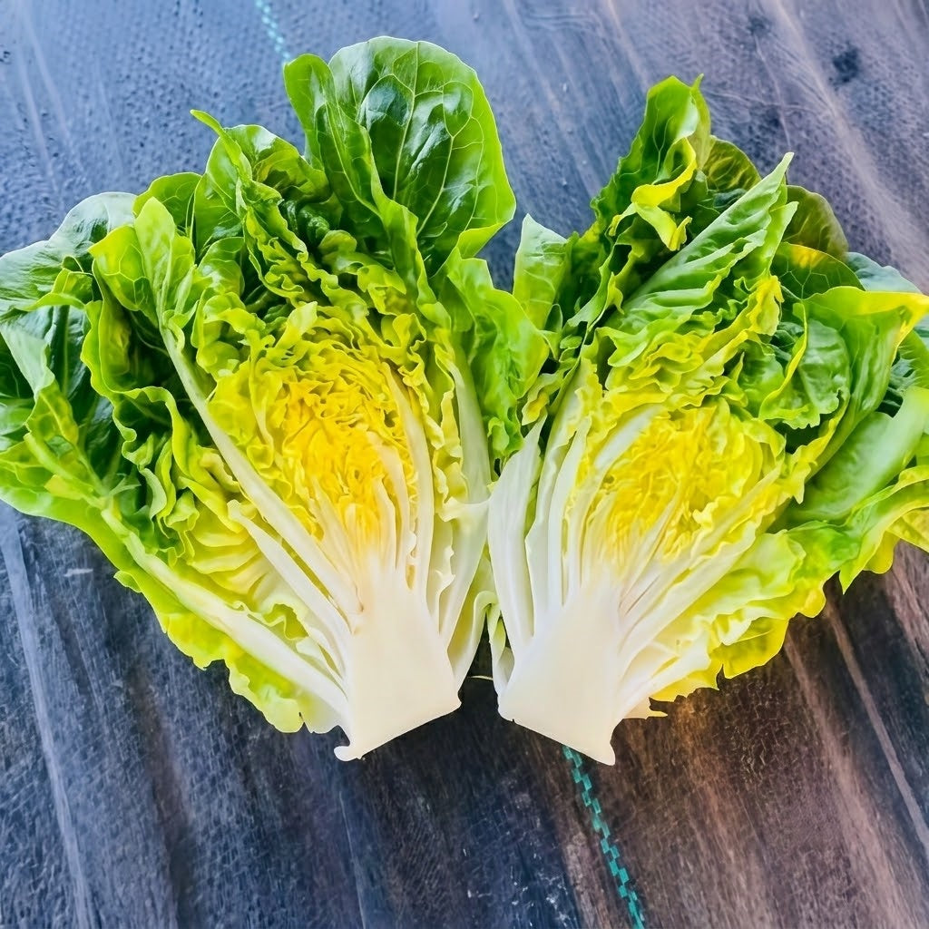 Bigelow Organic Pelleted Lettuce Seeds