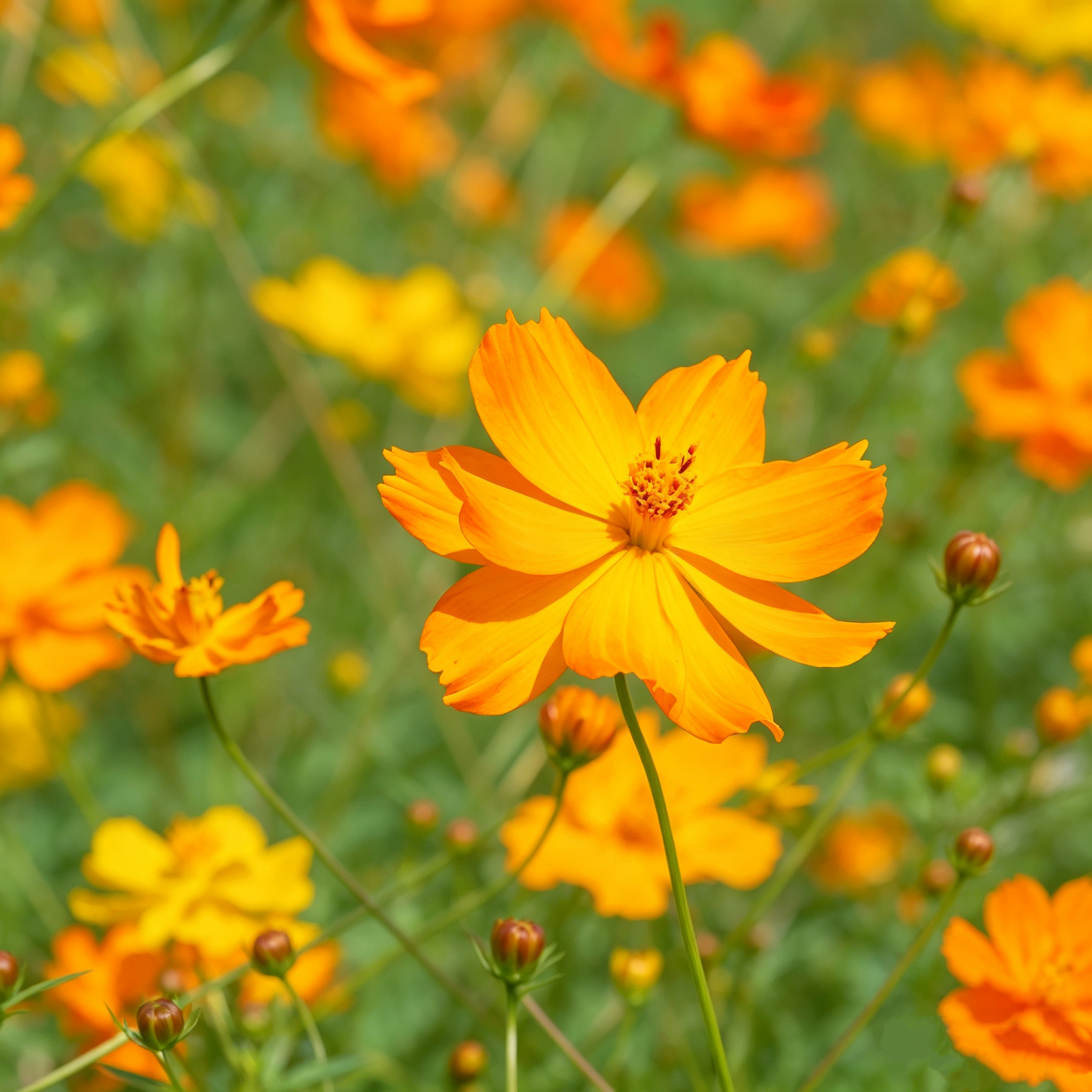 Bright Lights Cosmos Seeds - 200 Seeds (0.05 oz)