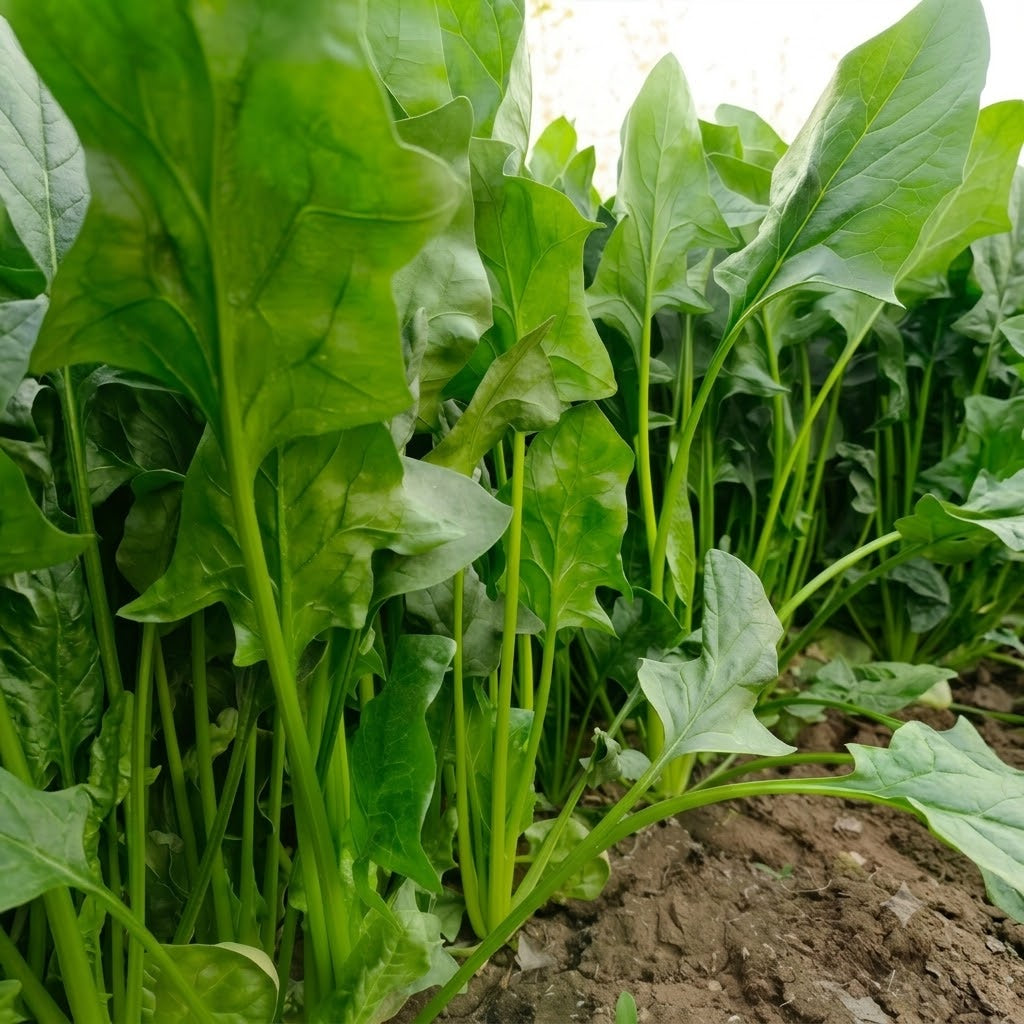 Flamingo Improved (F1) Spinach Seeds