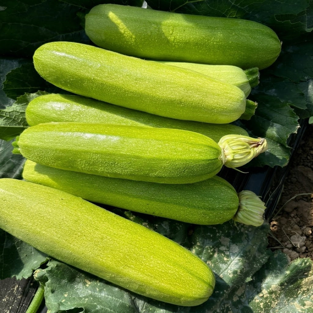 Magda (F1) Zucchini Squash  Seeds