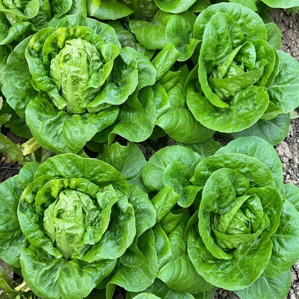 Buttercrunch Organic Lettuce  Seeds