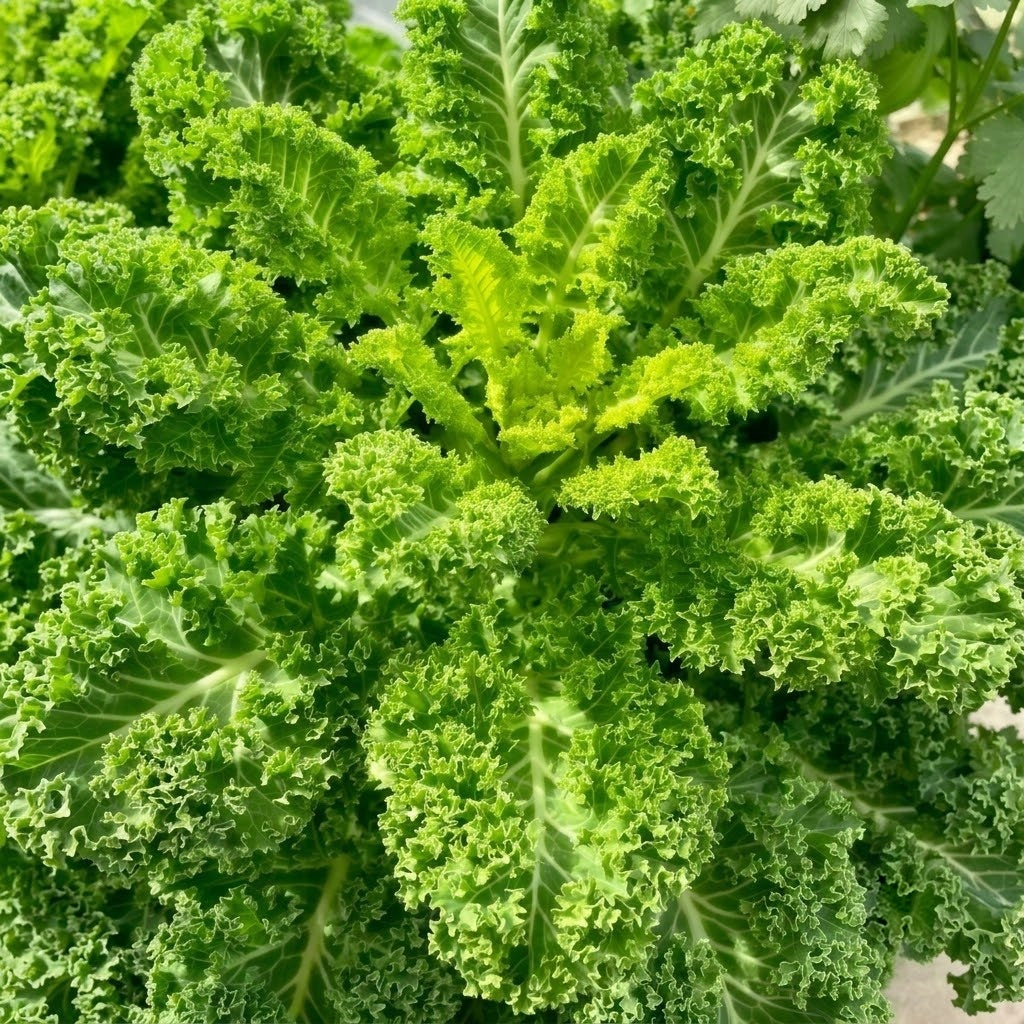 Winterbor (F1) Kale Seeds