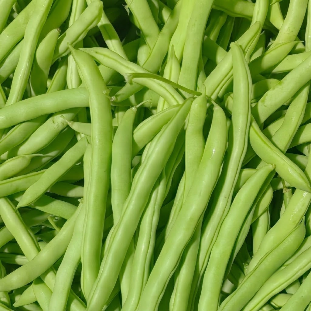 Provider Bean Seeds