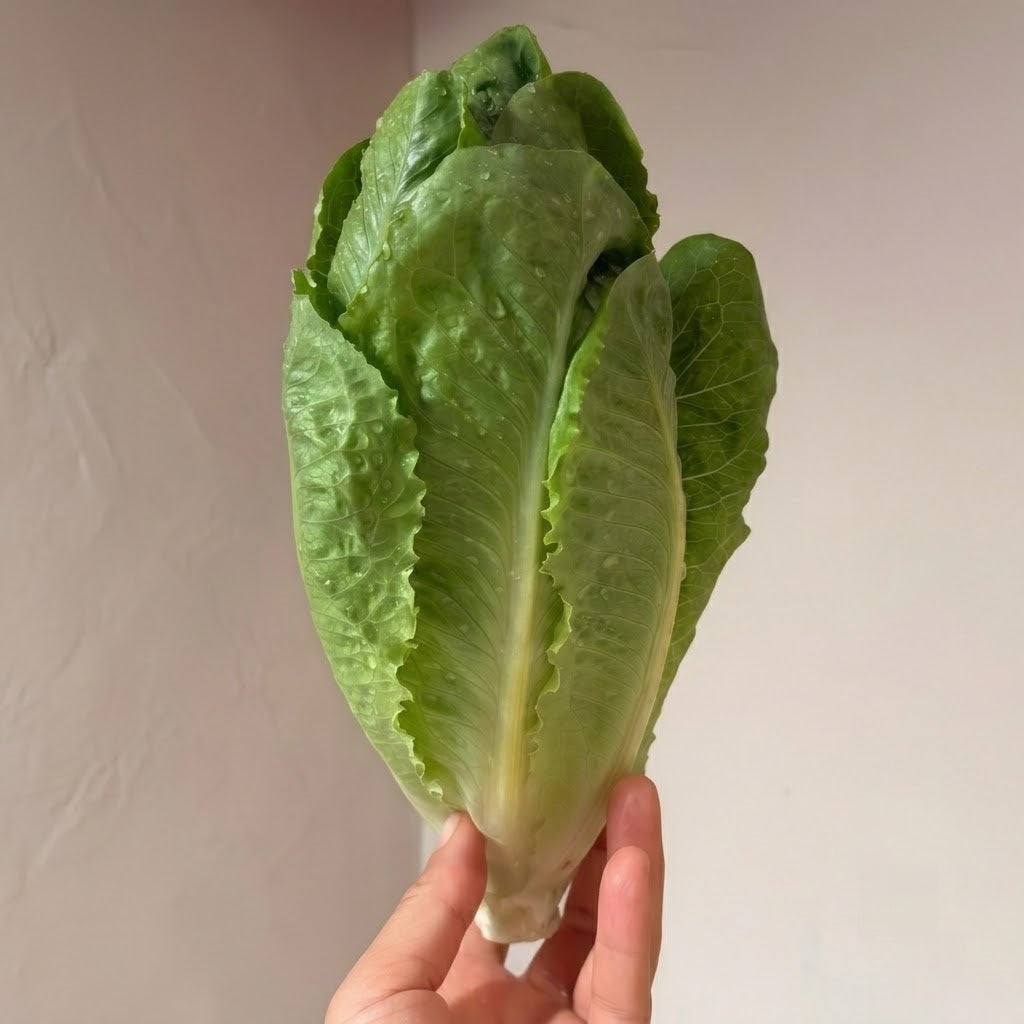 Bigelow Organic Pelleted Lettuce Seeds
