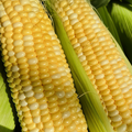 Natural Sweet Organic (F1) Corn Seeds - 25 Seeds