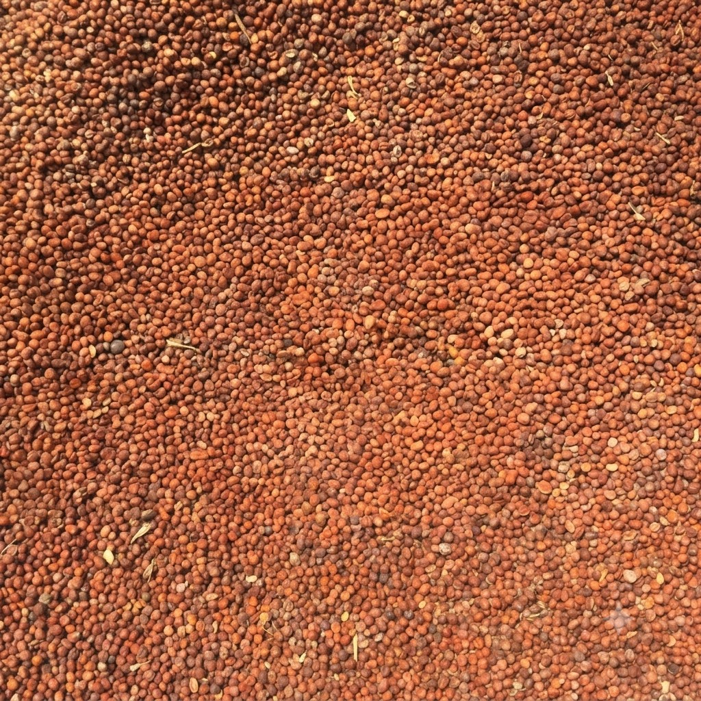 Green Magic (F1) Broccoli Seeds
