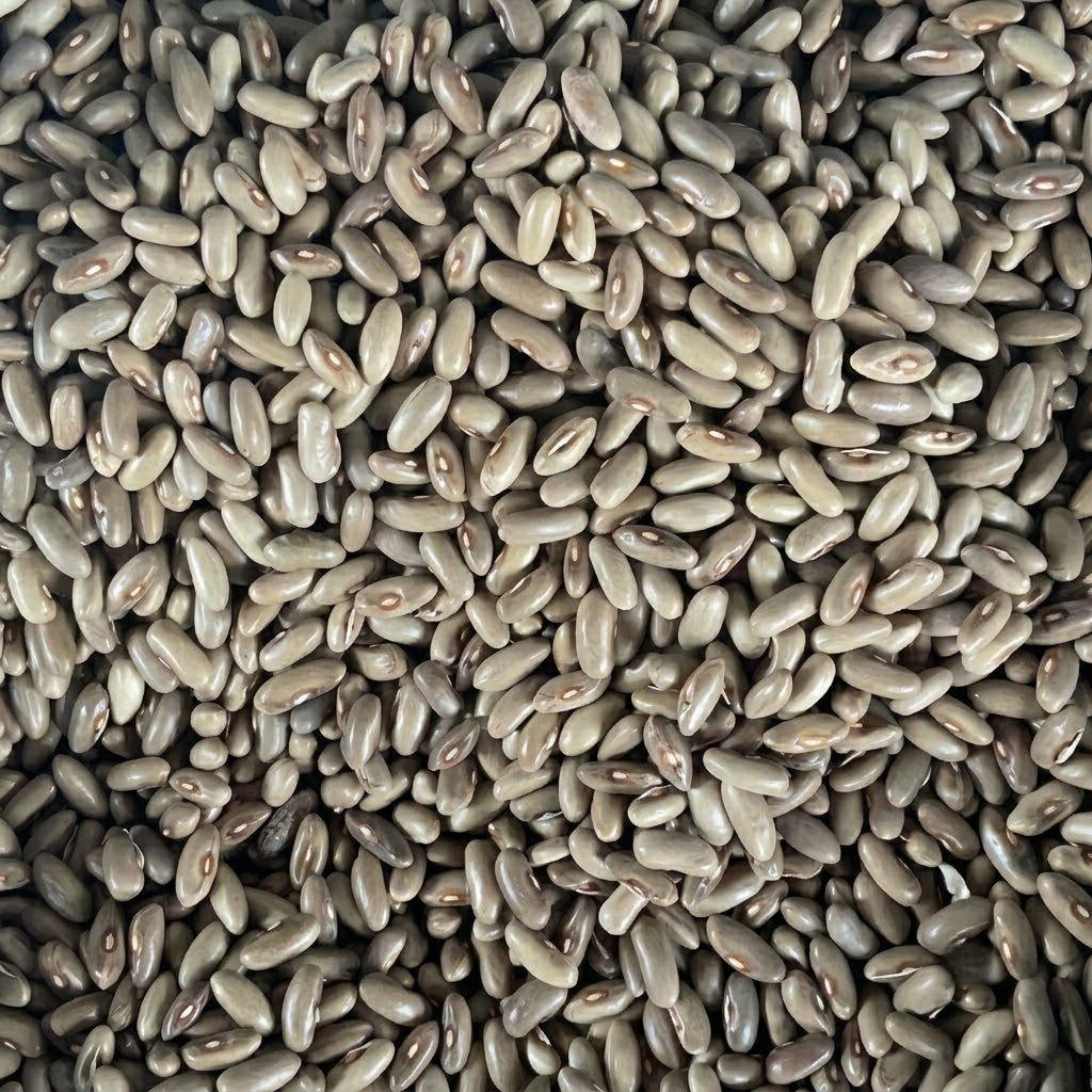 Provider Bean Seeds