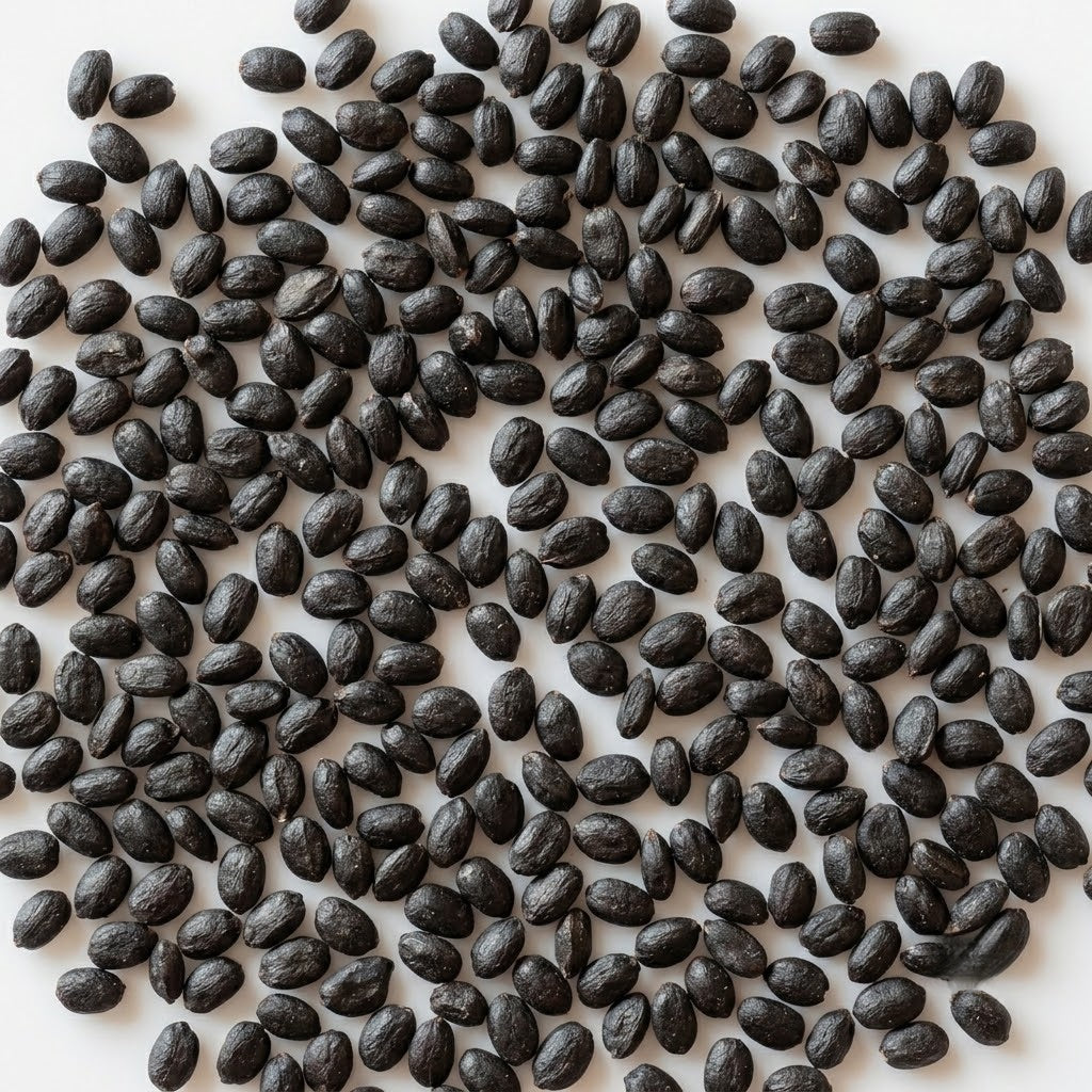 Aya Prospera® Active DMR Organic Basil  Seeds