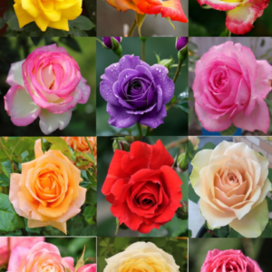 200+ Rose Seeds: 16 Colorful Varieties