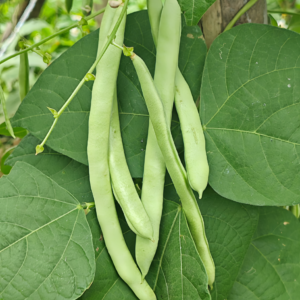Provider Bean Seed