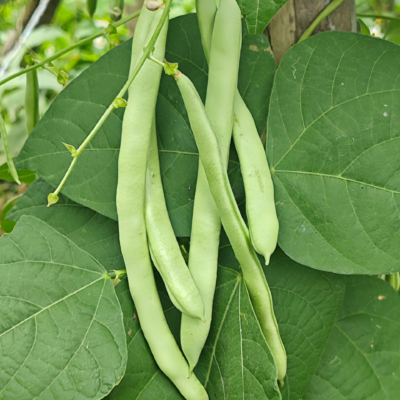 Provider Bean Seed