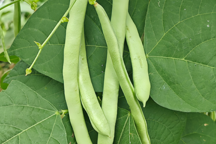 四季豆1 Provider Bean Seed