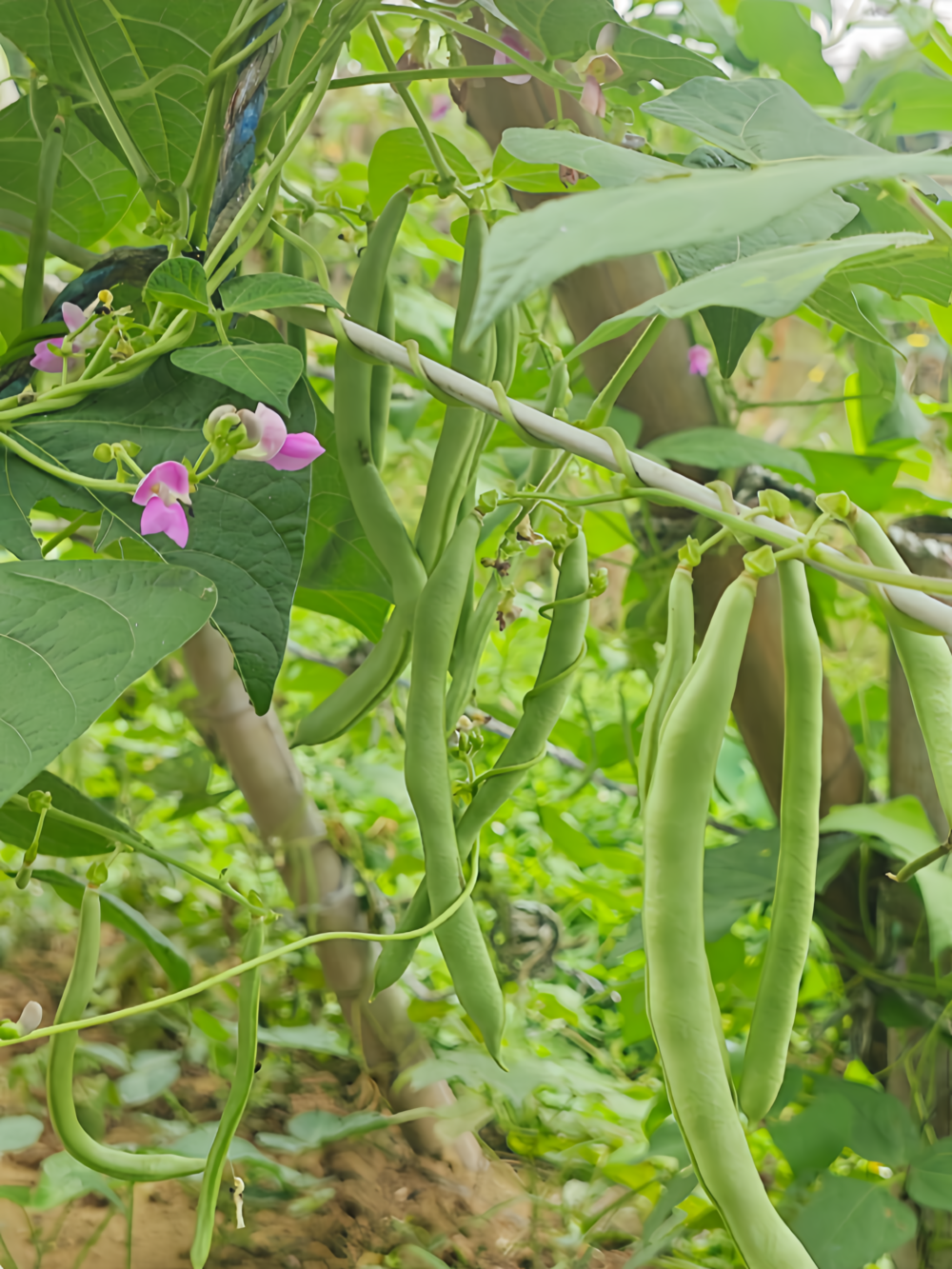 Provider Bean Seed