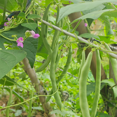 Provider Bean Seed