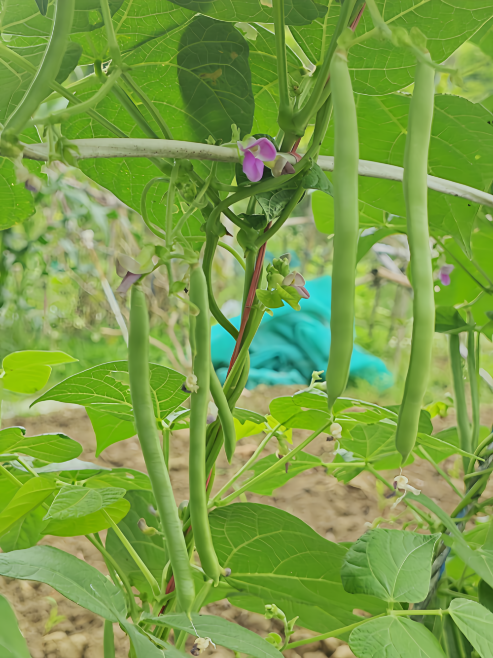 Provider Bean Seed