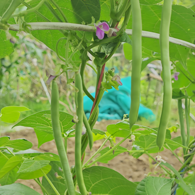 Provider Bean Seed