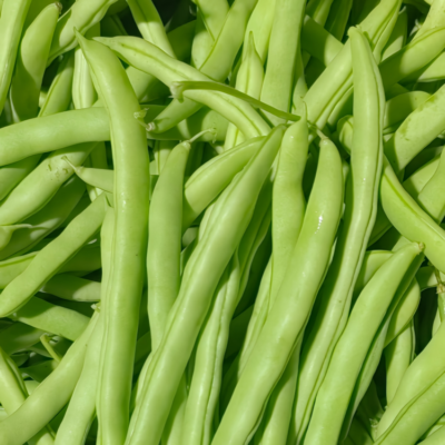 Provider Bean Seed