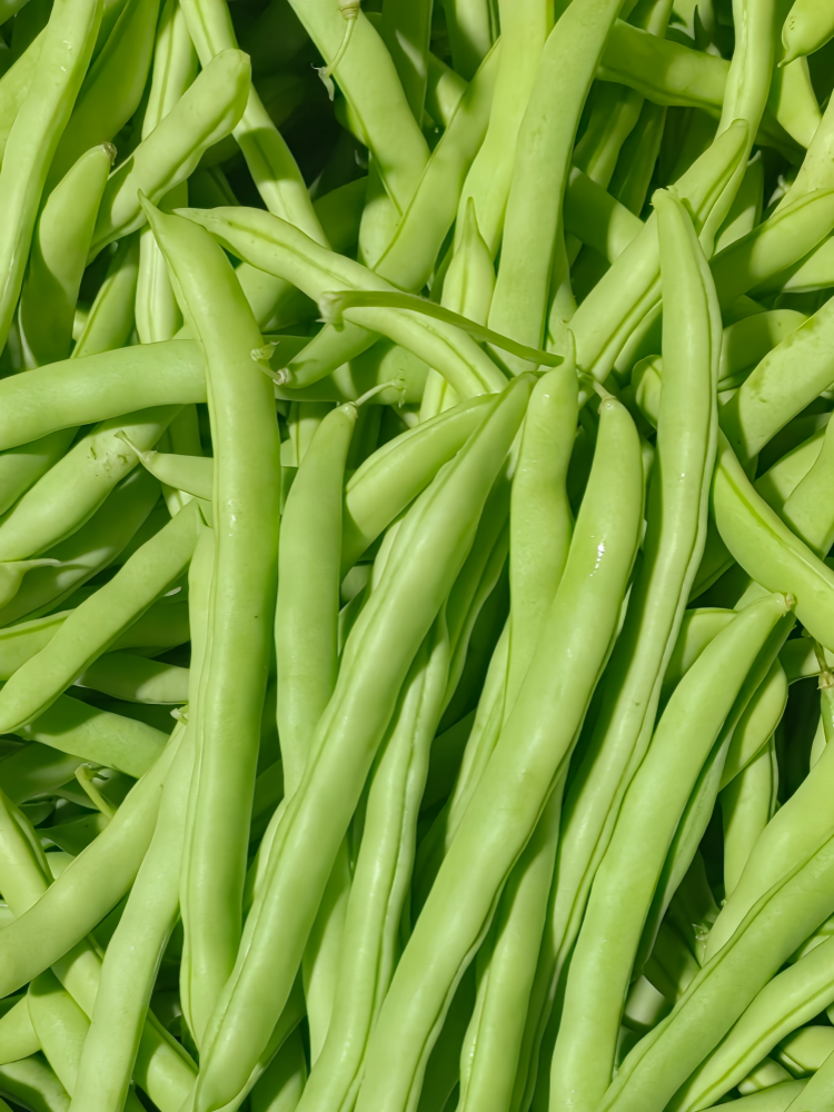 Provider Bean Seed