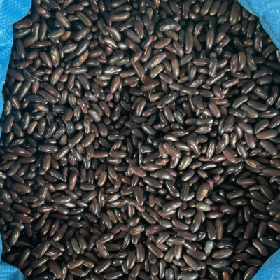 Provider Bean Seed