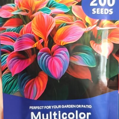 微信图片_20260627172951_副本 Mixed Hosta Seeds