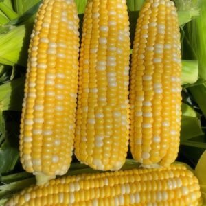 Natural Sweet Organic (F1) Corn Seed