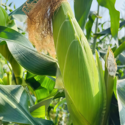 玉米2 Natural Sweet Organic (F1) Corn Seed