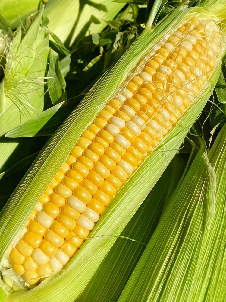 玉米3 Natural Sweet Organic (F1) Corn Seed