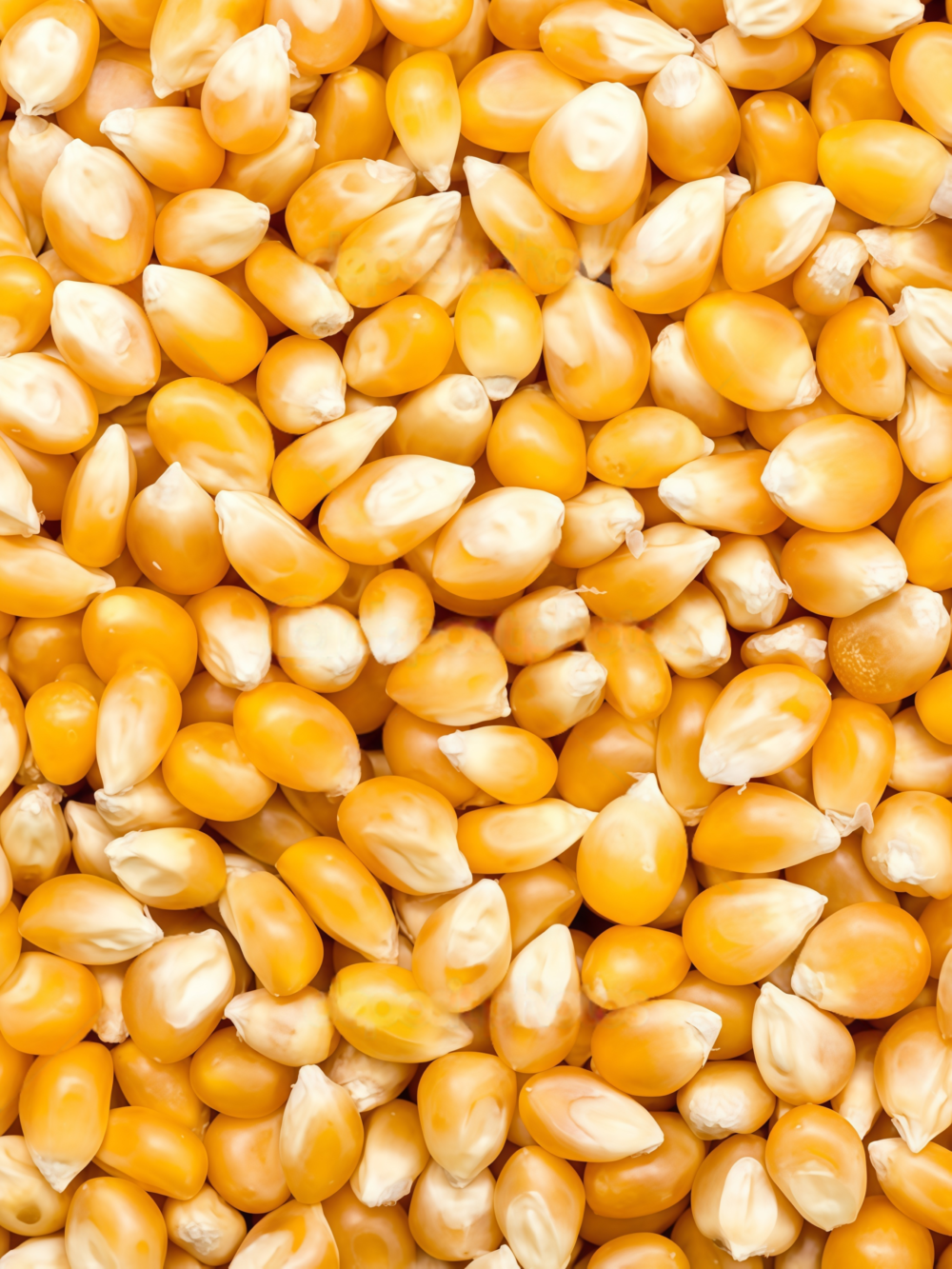 玉米5 Natural Sweet Organic (F1) Corn Seed