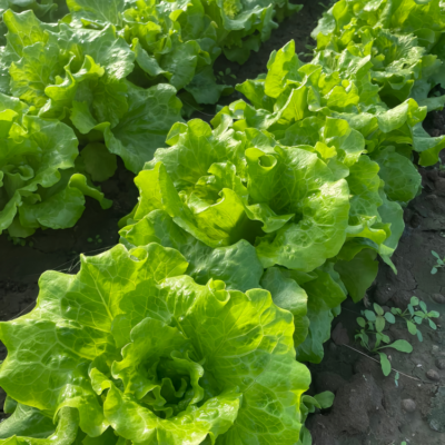 Gordini Pelleted Lettuce Seed