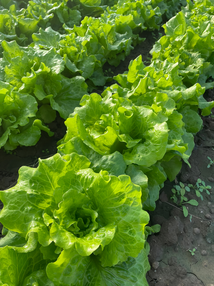 Gordini Pelleted Lettuce Seed