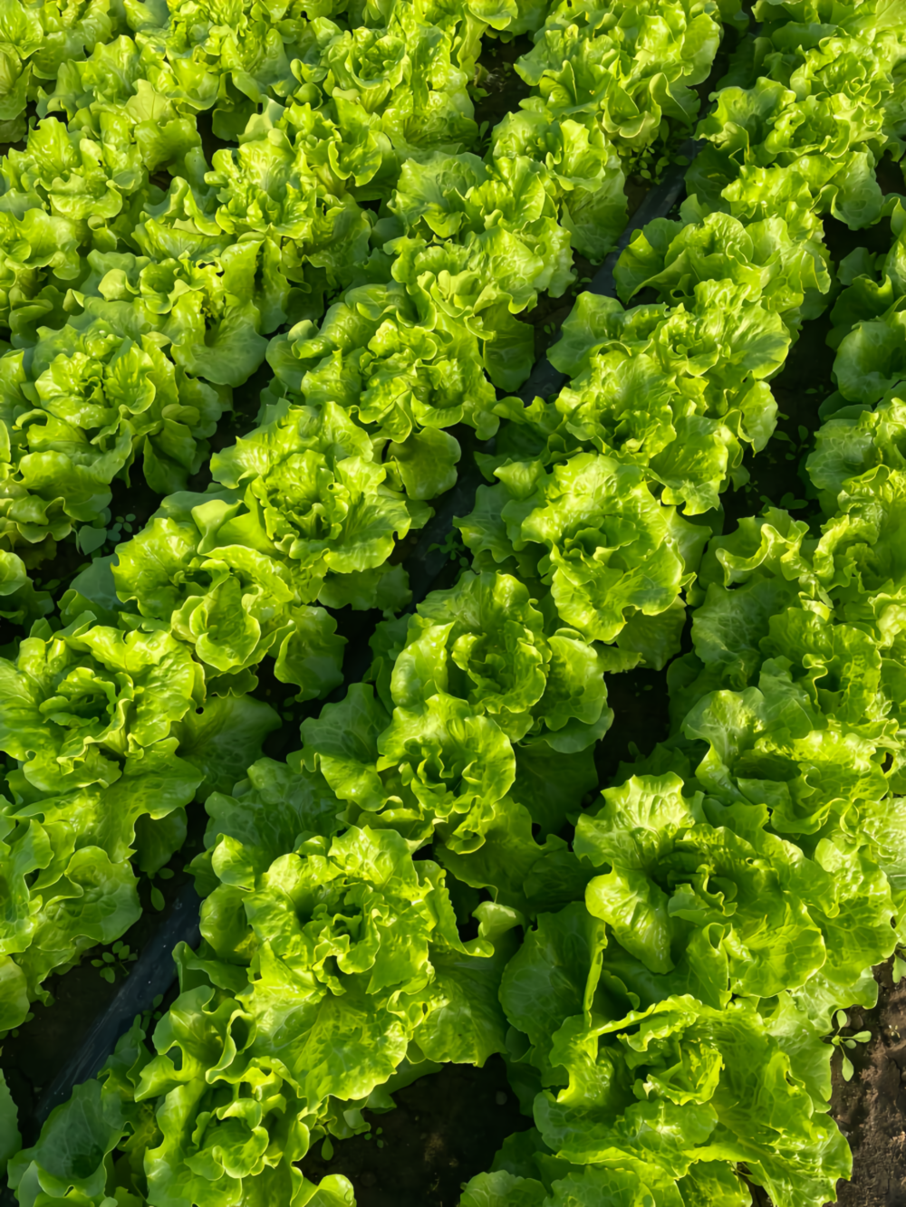 Gordini Pelleted Lettuce Seed
