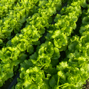 Gordini Pelleted Lettuce Seed