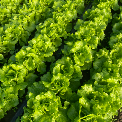 Gordini Pelleted Lettuce Seed