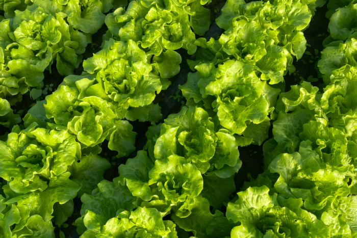 生菜2 Gordini Pelleted Lettuce Seed
