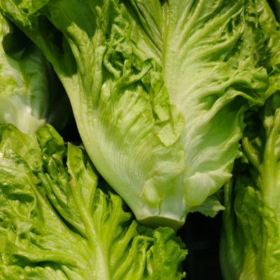 Gordini Pelleted Lettuce Seed
