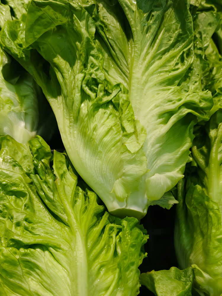Gordini Pelleted Lettuce Seed