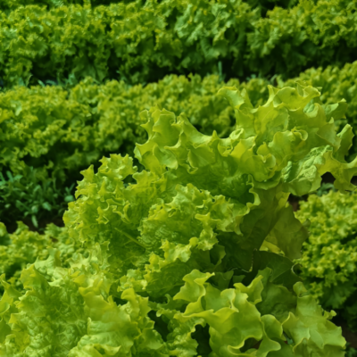 Gordini Pelleted Lettuce Seed