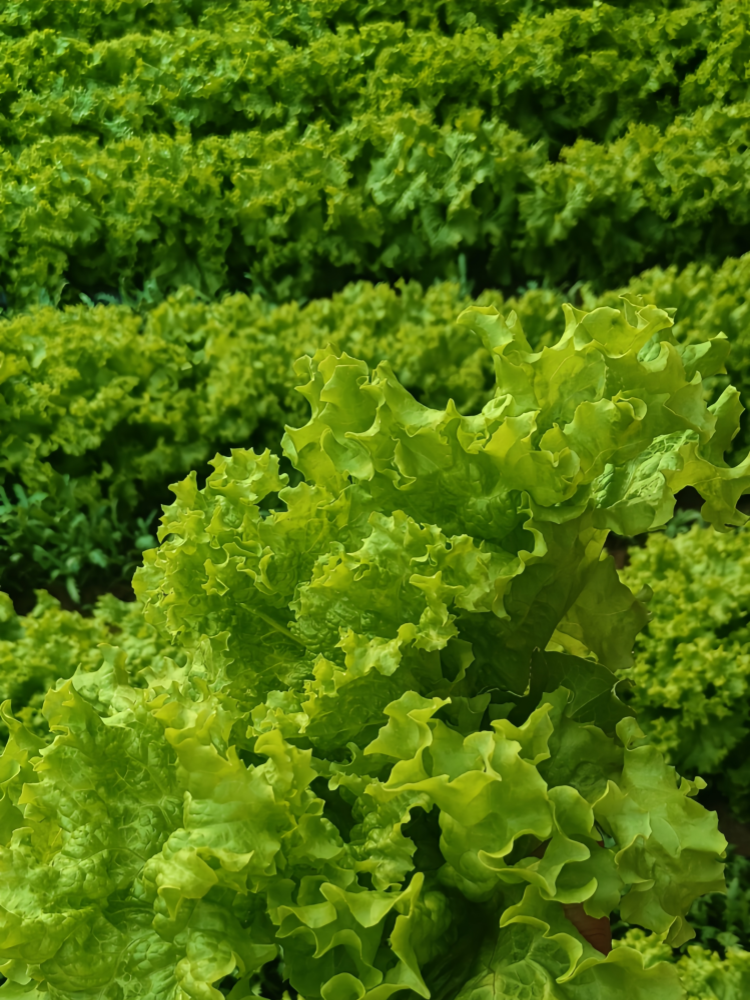 Gordini Pelleted Lettuce Seed