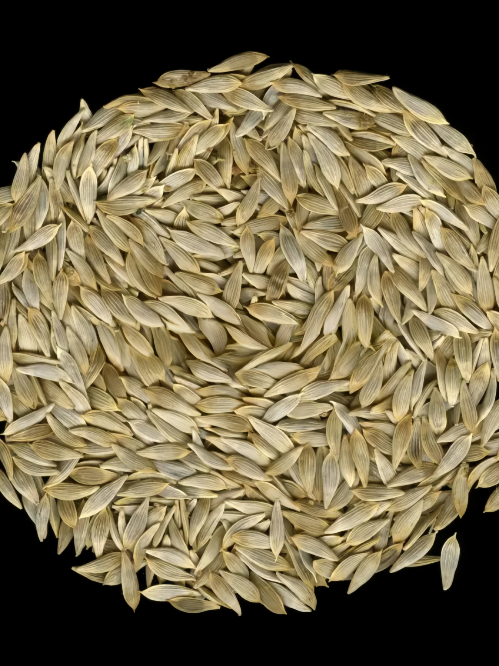 Gordini Pelleted Lettuce Seed
