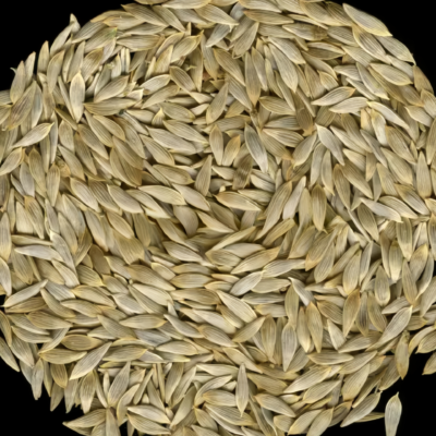Gordini Pelleted Lettuce Seed