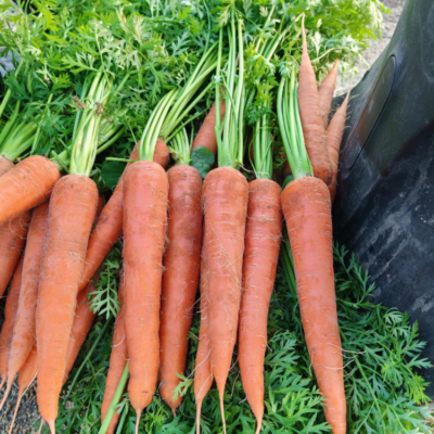 胡萝卜4 Bolero (F1) Carrot Seed