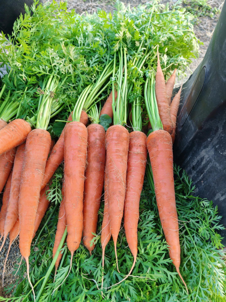 胡萝卜4 Bolero (F1) Carrot Seed