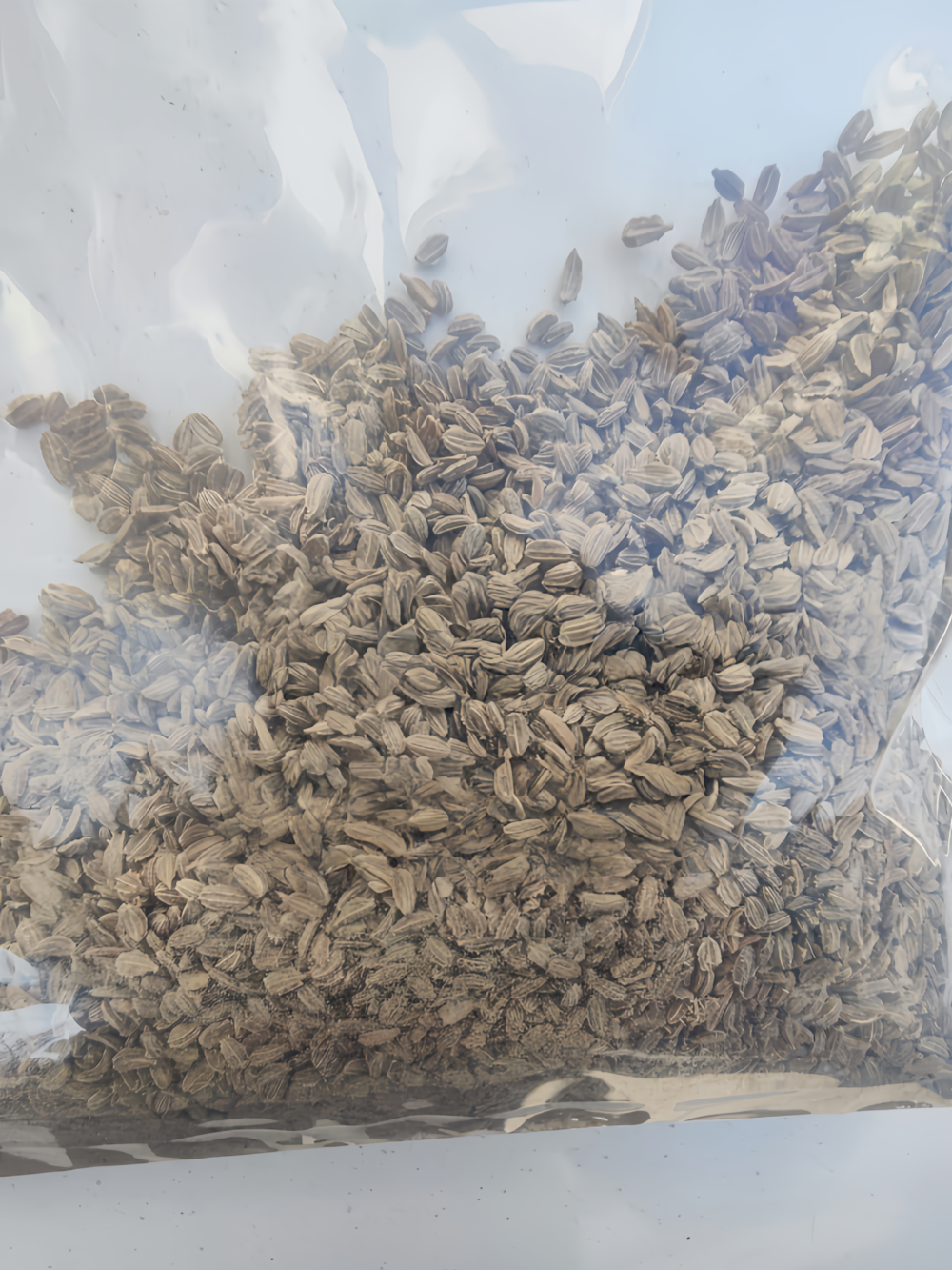 胡萝卜5 Bolero (F1) Carrot Seed